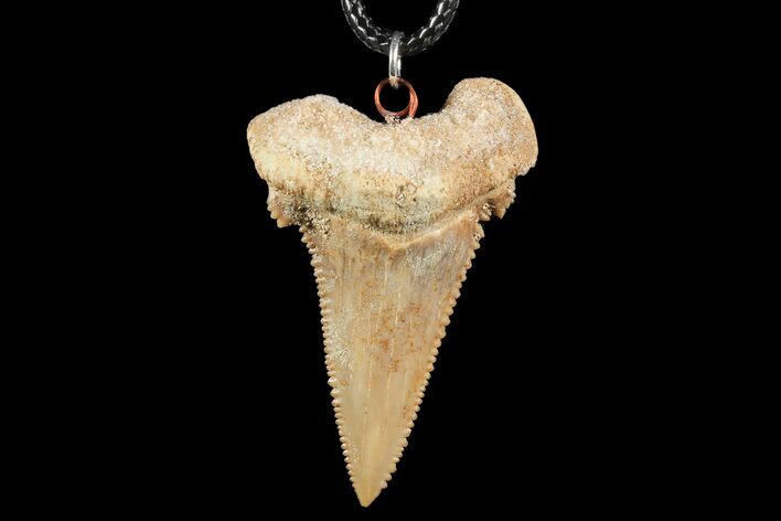 Fossil Shark (Palaeocarcharodon) Tooth Necklace -Morocco #110210